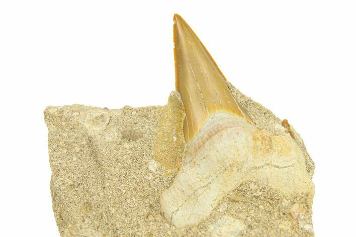 Otodus Shark Tooth Fossil in Rock - Morocco #292017